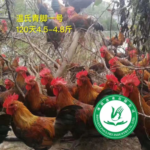 武功县青脚土鸡苗 温氏