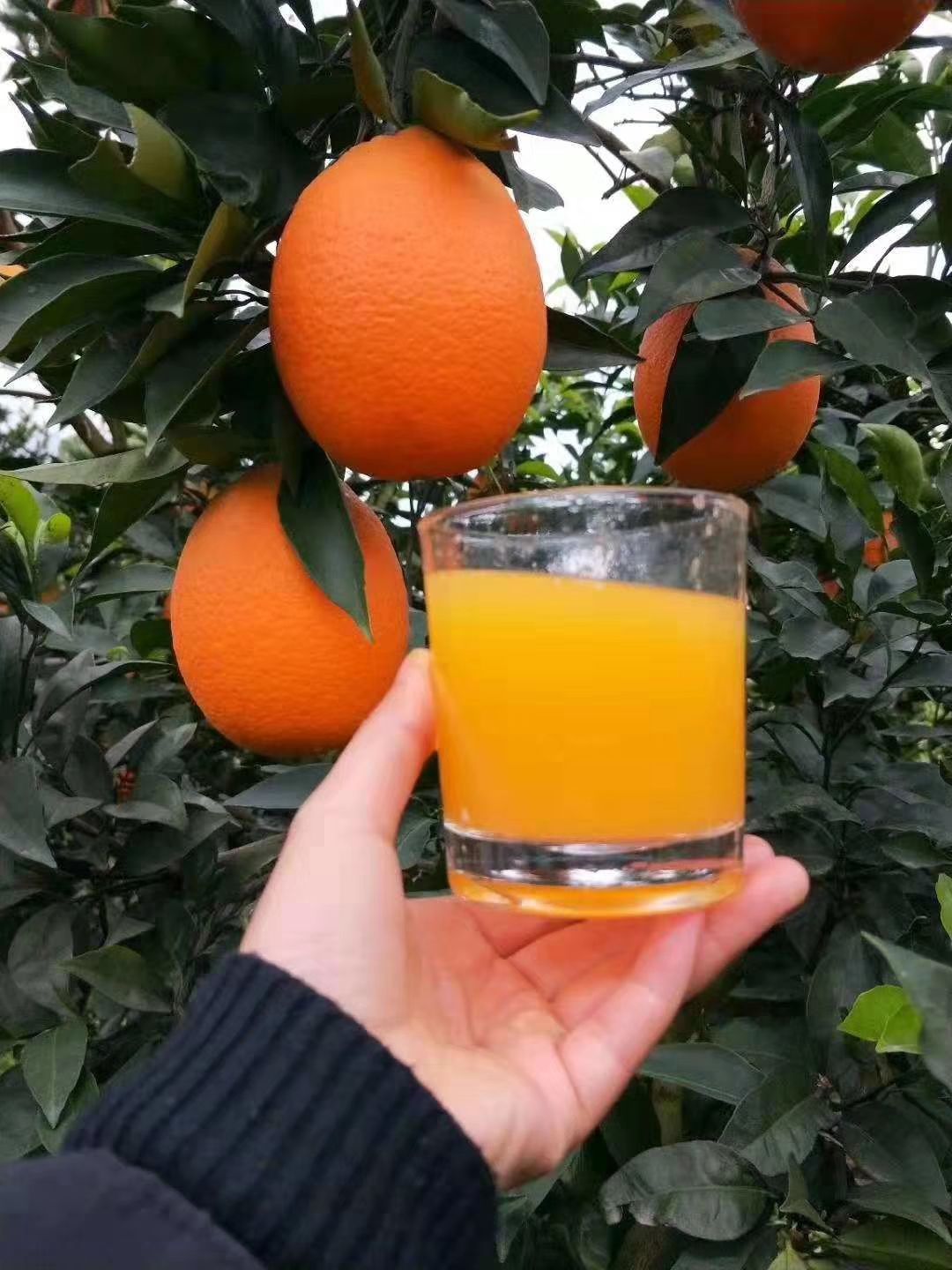长虹脐橙 长虹