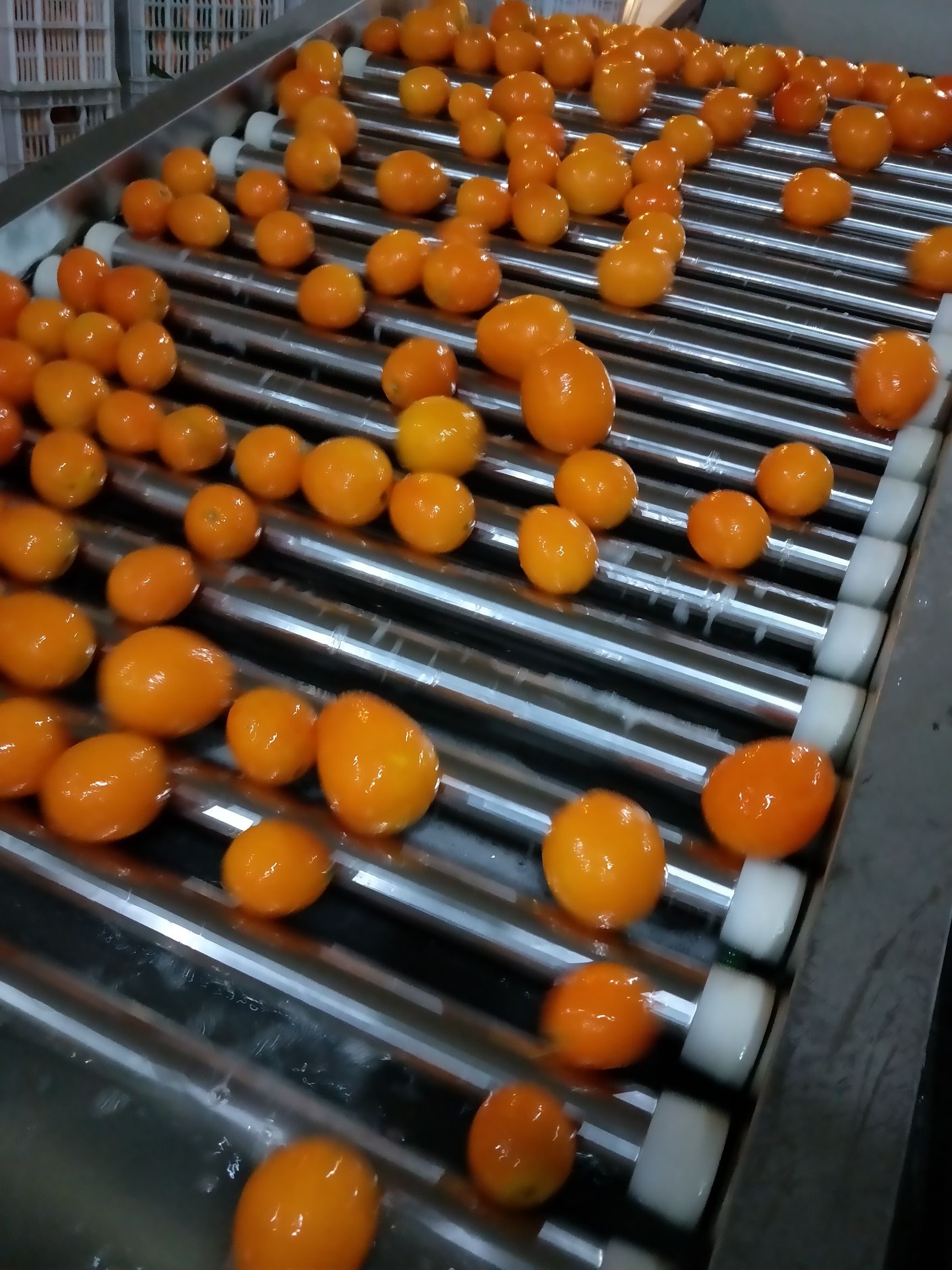 长虹脐橙 长虹