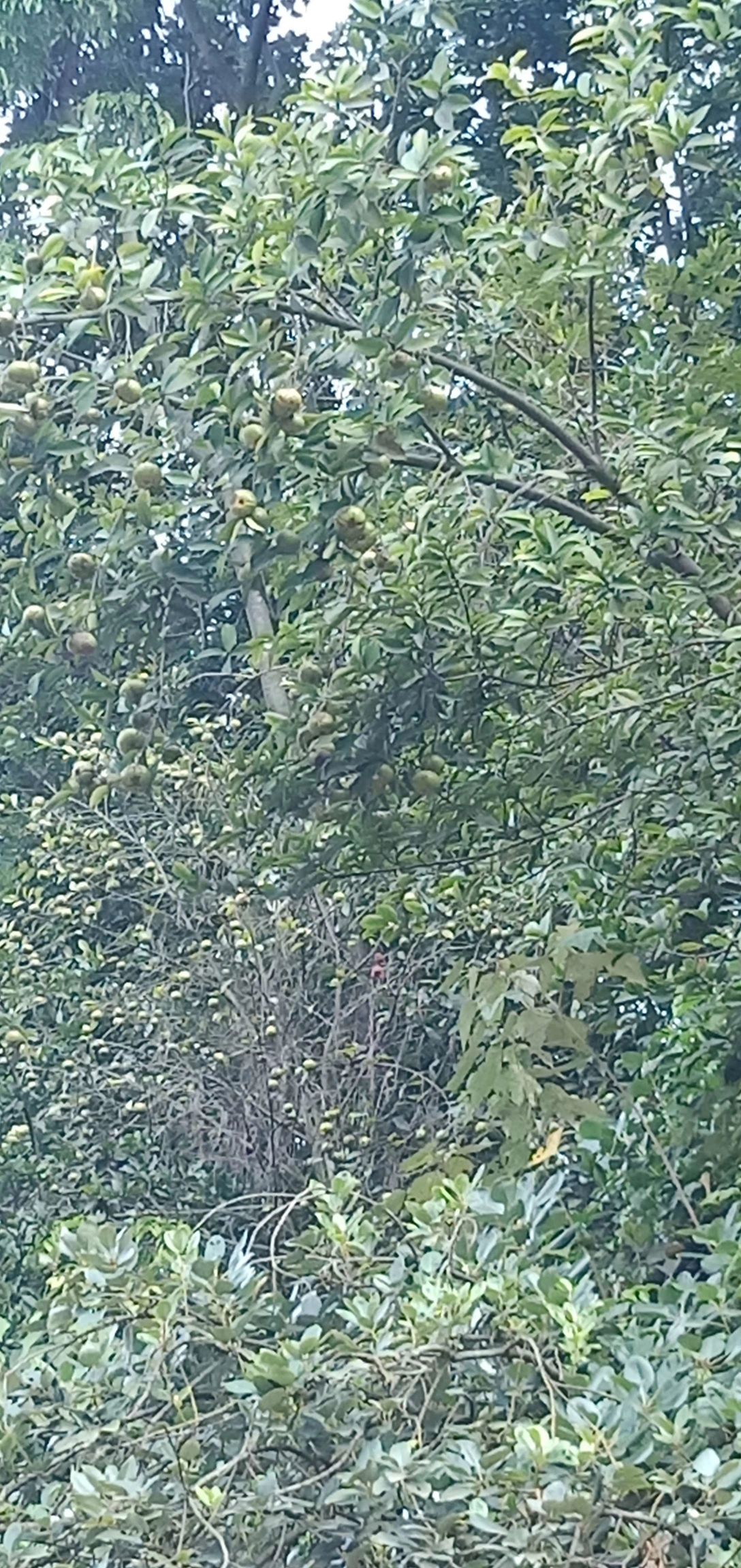  30至60山油茶苗批发
