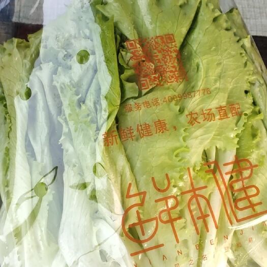 宿迁奶油生菜 3~4两