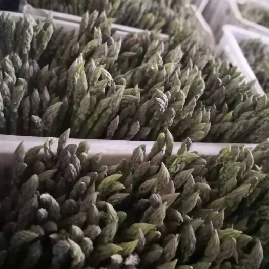 汾阳市 新鲜芦笋大量供应中