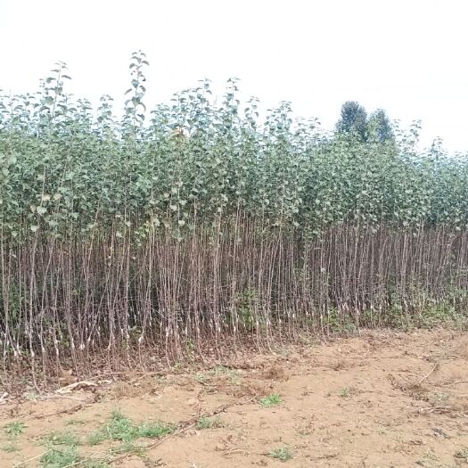 昭通红富士苹果苗 苹果树