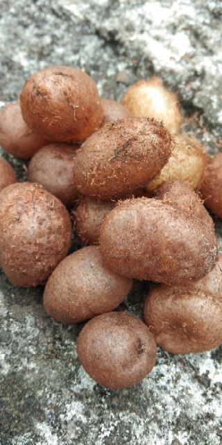 镇宁县天然石黄皮无污染现挖现发