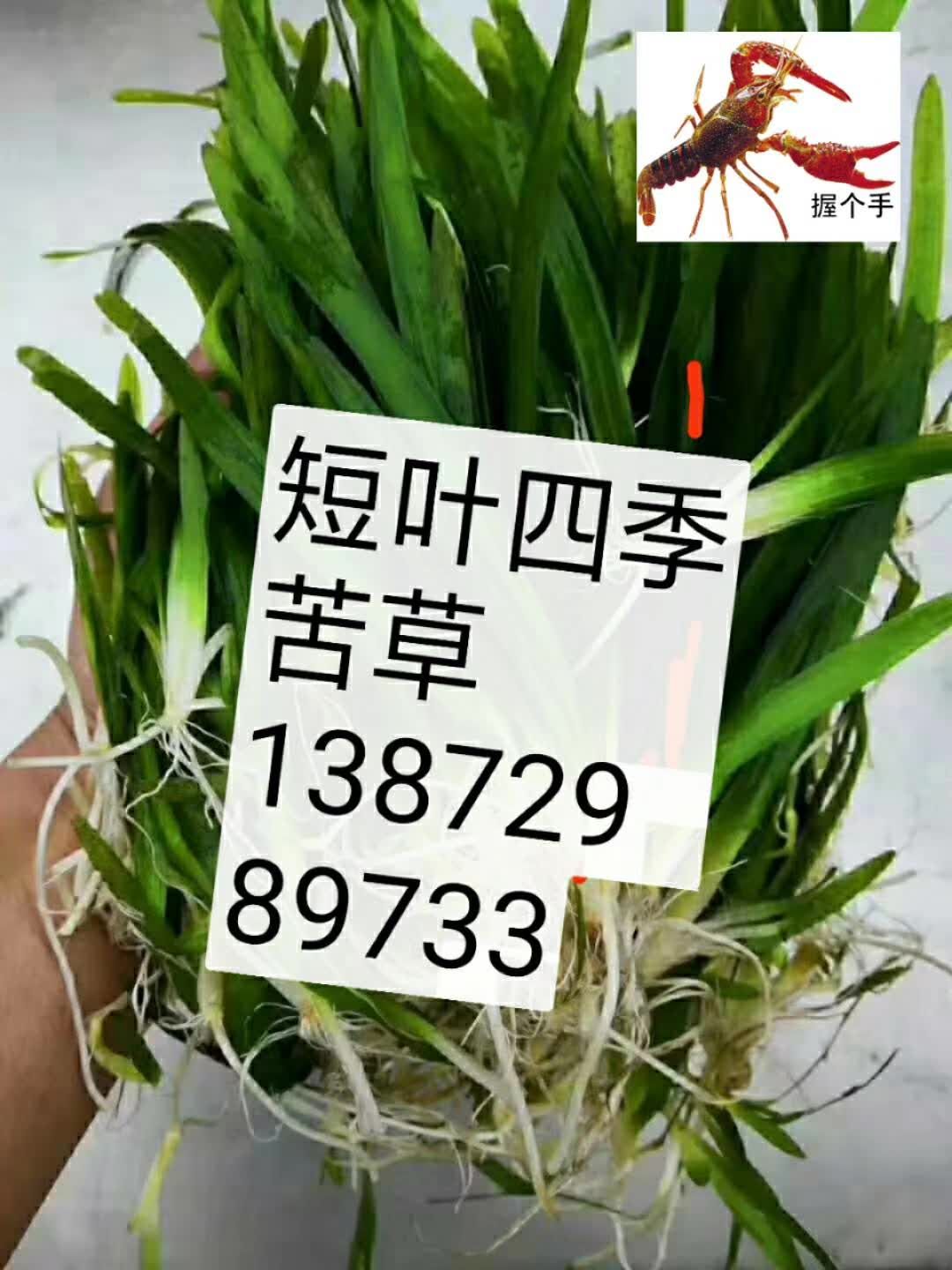 苦草。虾蟹塘口的专用底草