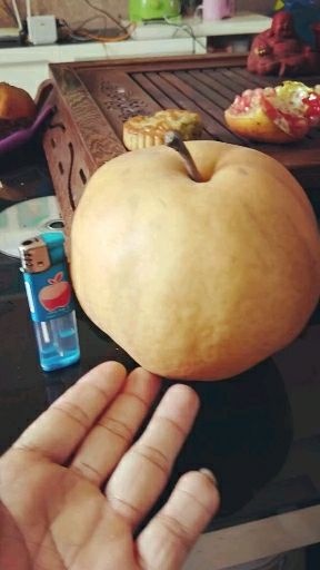 漯河 晚秋黄梨、是梨品种中生长周期重长的、果大、水多、核小、耐运输