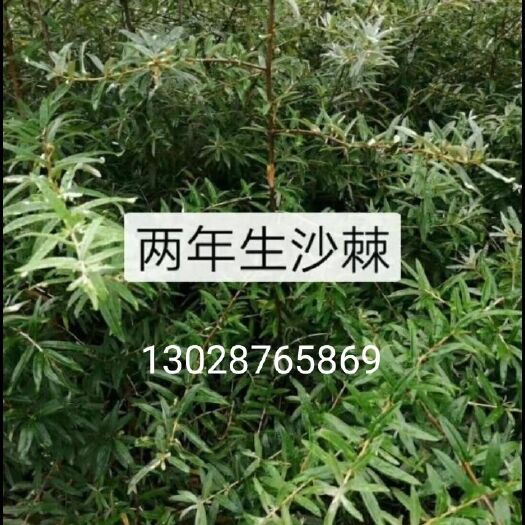 渭源县沙棘苗 一年生自产，有大量供货！
