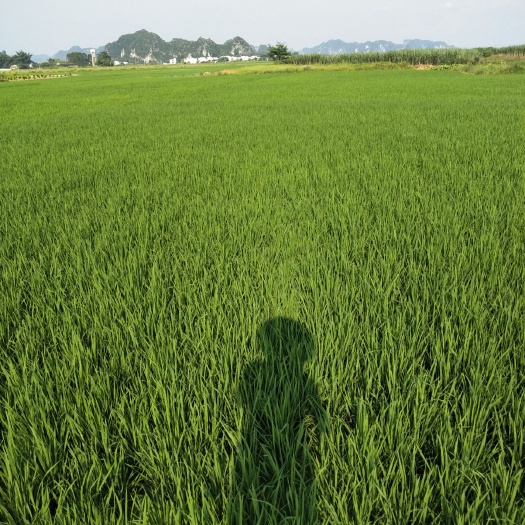 上林县 上林香米