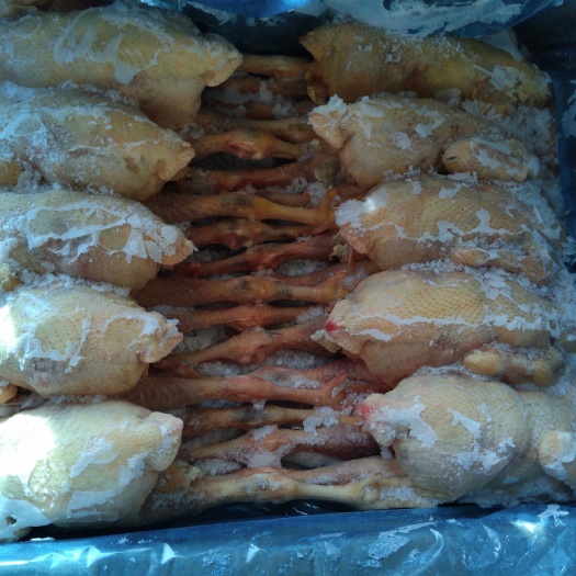 兴宁市白条鸡 广东麻鸡(非817鸡)