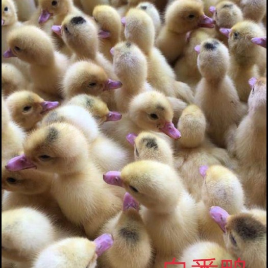 南宁 大种白番鸭苗，火鸭苗