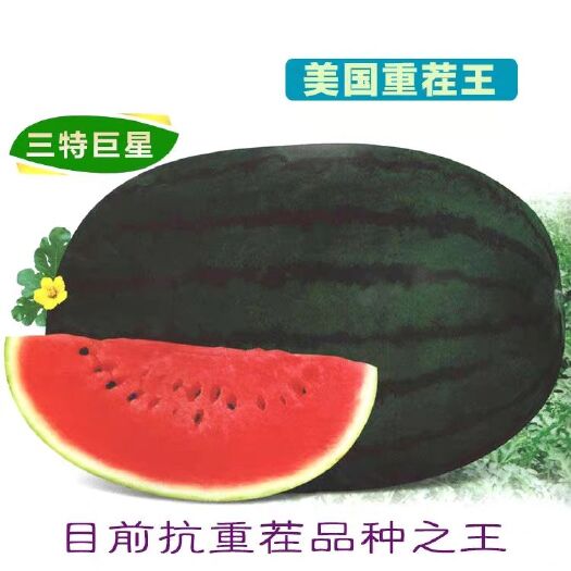 樟树市 【美国重茬王】高产抗病大西瓜种子巨型懒汉免整枝墨绿皮高抗重