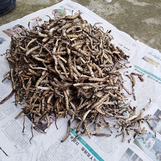 榕江县 2020年鲜冬虫夏草干货(包邮)