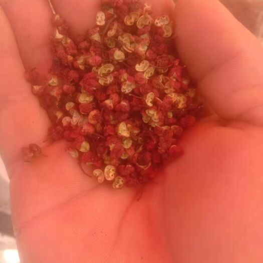 汶川县 又红又麻的花椒