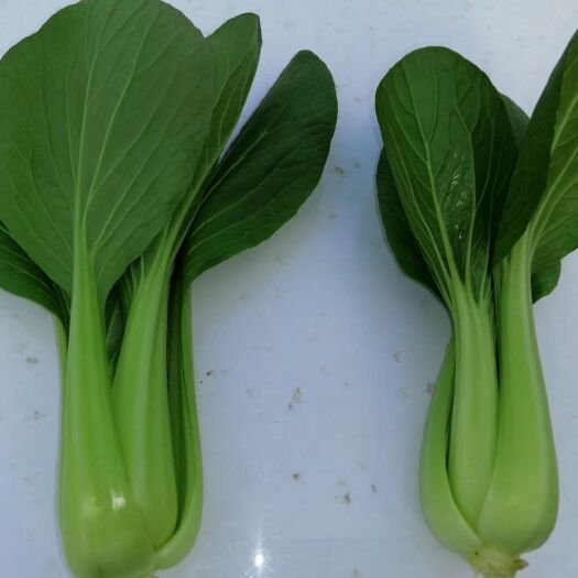 绵阳越冬菠菜 基地叶子菜马上上市了，价位随行，有需要的朋