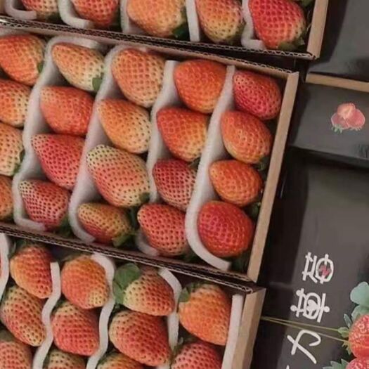 德昌县 大量坚果草莓供应