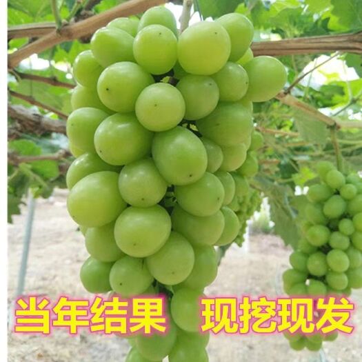 平邑县 阳光玫瑰葡萄苗果树苗当年结果大苗爬藤葡萄树苖南北方种植
