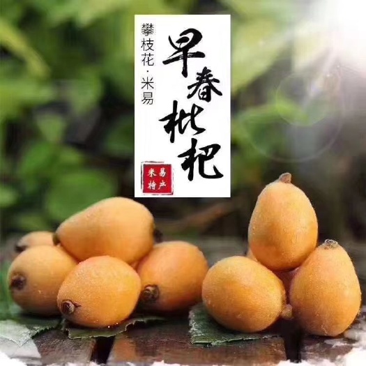 米易县米易枇杷 25克起