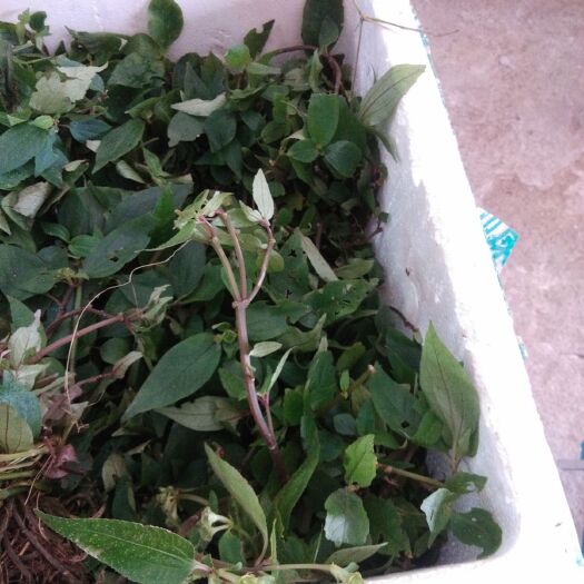 荔浦市风柜斗草