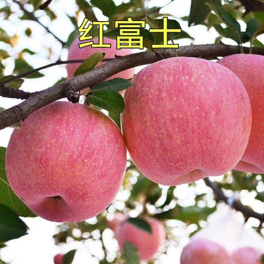 平邑县红富士苹果苗嫁接果树苗盆栽地栽南方北方种植当年结果全场包邮