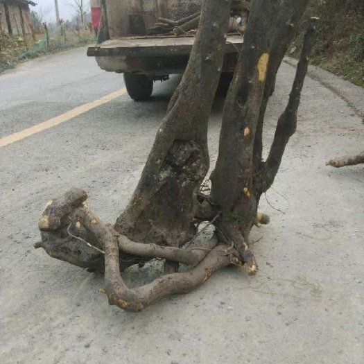 旺苍县 金弹子