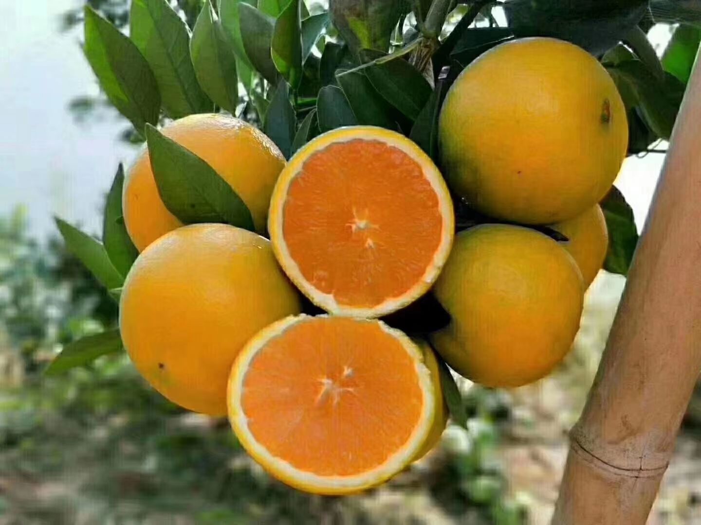 脐橙哪个品种最好最甜(脐橙 品种)