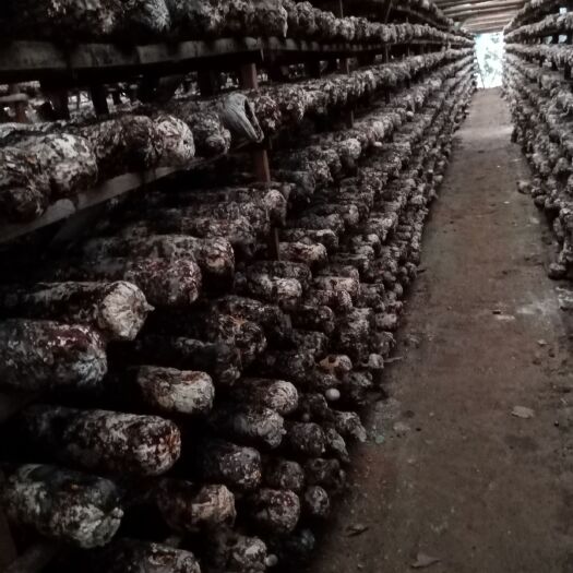 景宁县海鲜菇 新鲜香菇炖鸡肉真空包装五斤起全国包邮
