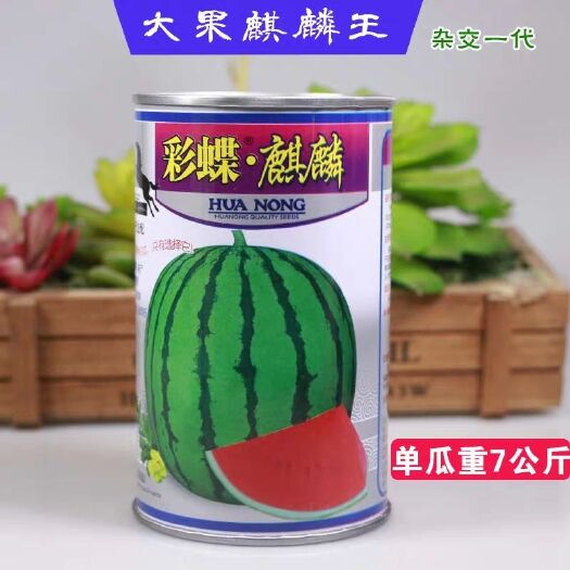  早熟彩蝶麒麟瓜西瓜种子大果红心口感甜爽皮薄耐裂春季四季水果