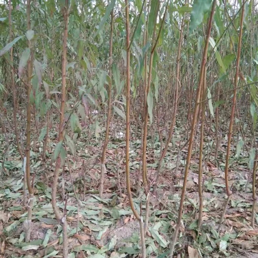 巨野县红不软桃苗 山东省菏泽巨野县红不软精品桃苗