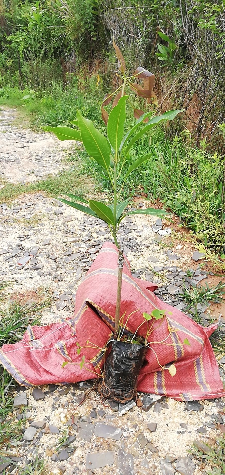 云南普洱景东晚熟芒果苗（嫁接苗）。两年以上晚熟芒果苗