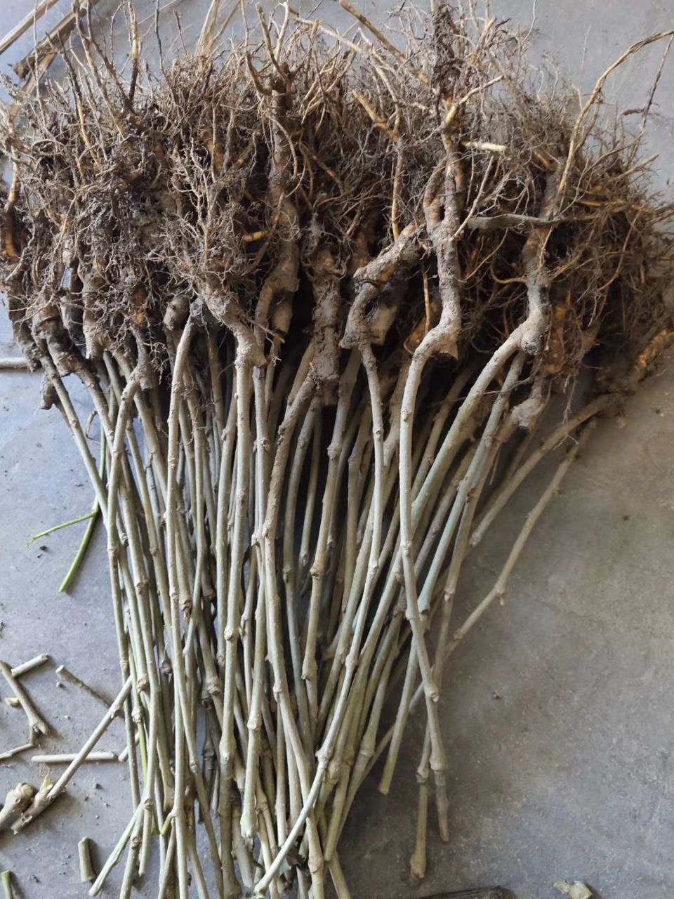 果桑苗 长果桑，黑珍珠，四季桑