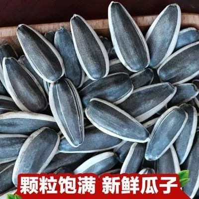 361葵花籽 內(nèi)蒙古生瓜子19年新貨