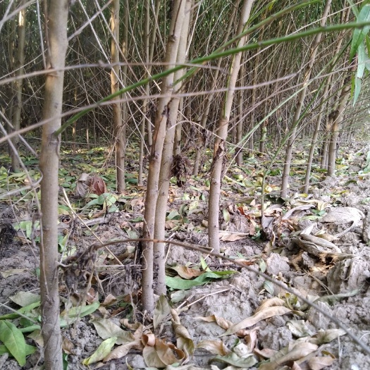 西华县 桃树实生苗 毛桃树苗 实生桃树苗 毛桃苗