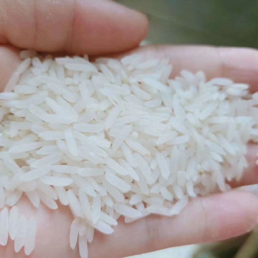松桃县贵潮米  新米