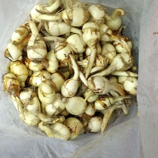 丹阳市白肉慈菇 精品白茨菇大量上市中，皮白色泽亮丽质量保证，价格美丽。