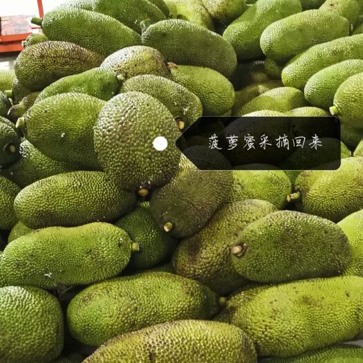 保亭县 海南青皮菠萝蜜一级果
