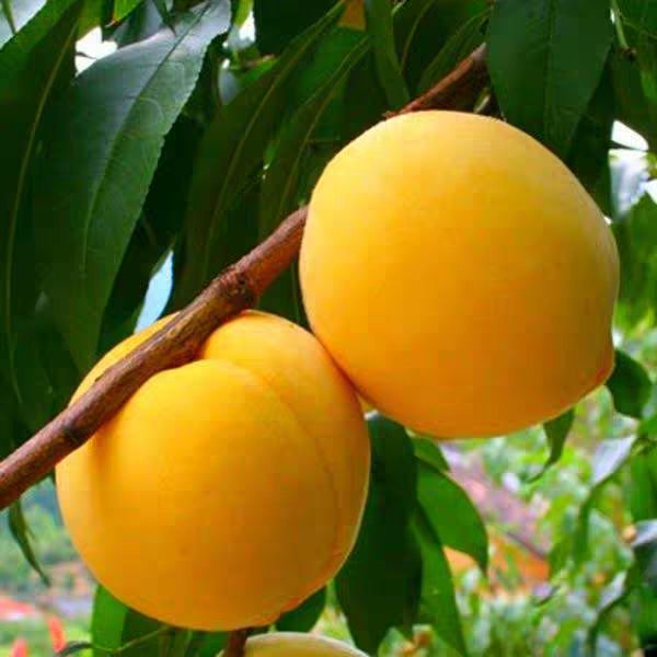 嫁接桃树苗  大黄桃桃树嫁接苗当年结果，基地直销现挖现卖，