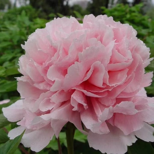 菏泽 常年供应观赏牡丹、切花芍药，花农自产自销假一赔万，欢迎选购