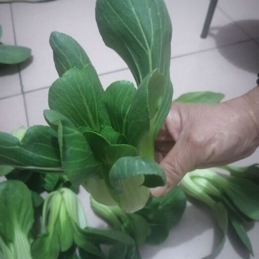 石家庄 自己家小油菜新鲜价格优惠