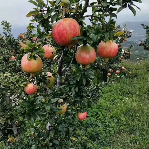 平邑县 苹果树苗