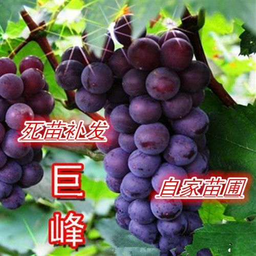 平邑县 巨峰葡萄苗产地直销现挖现发包品种包成活不活补发