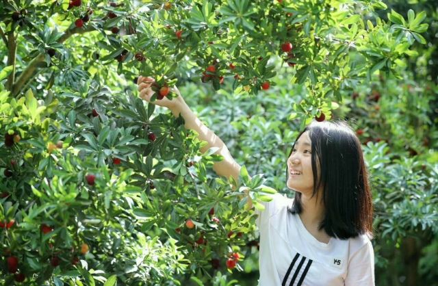 荸荠杨梅种苗 东魁杨梅，荸荠杨梅大小苗，基地直供