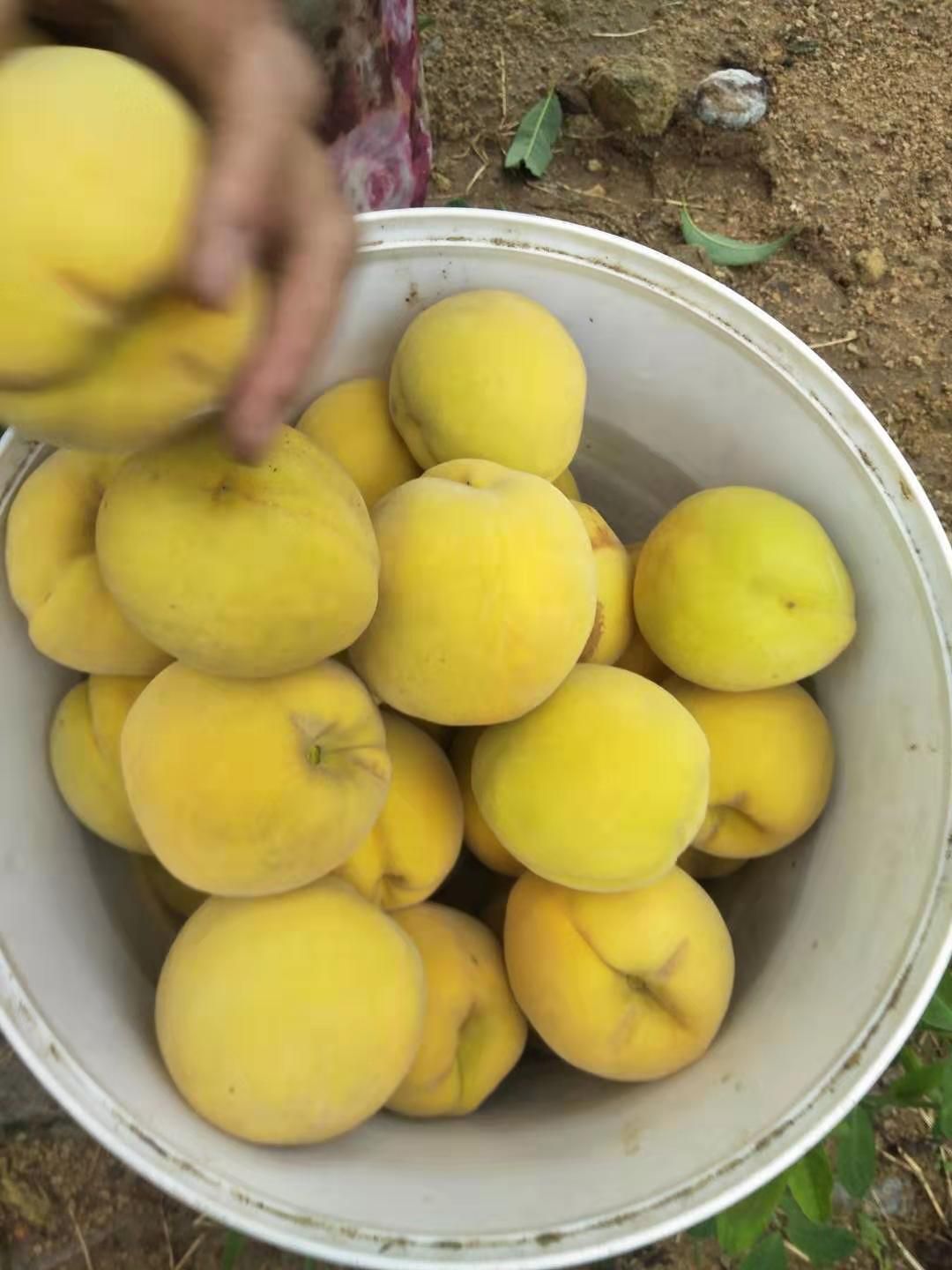 嫁接桃树苗  大黄桃桃树嫁接苗当年结果，基地直销现挖现卖，