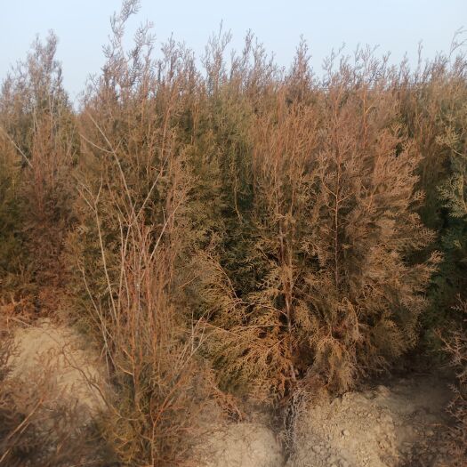荥阳市圆枝侧柏 侧柏