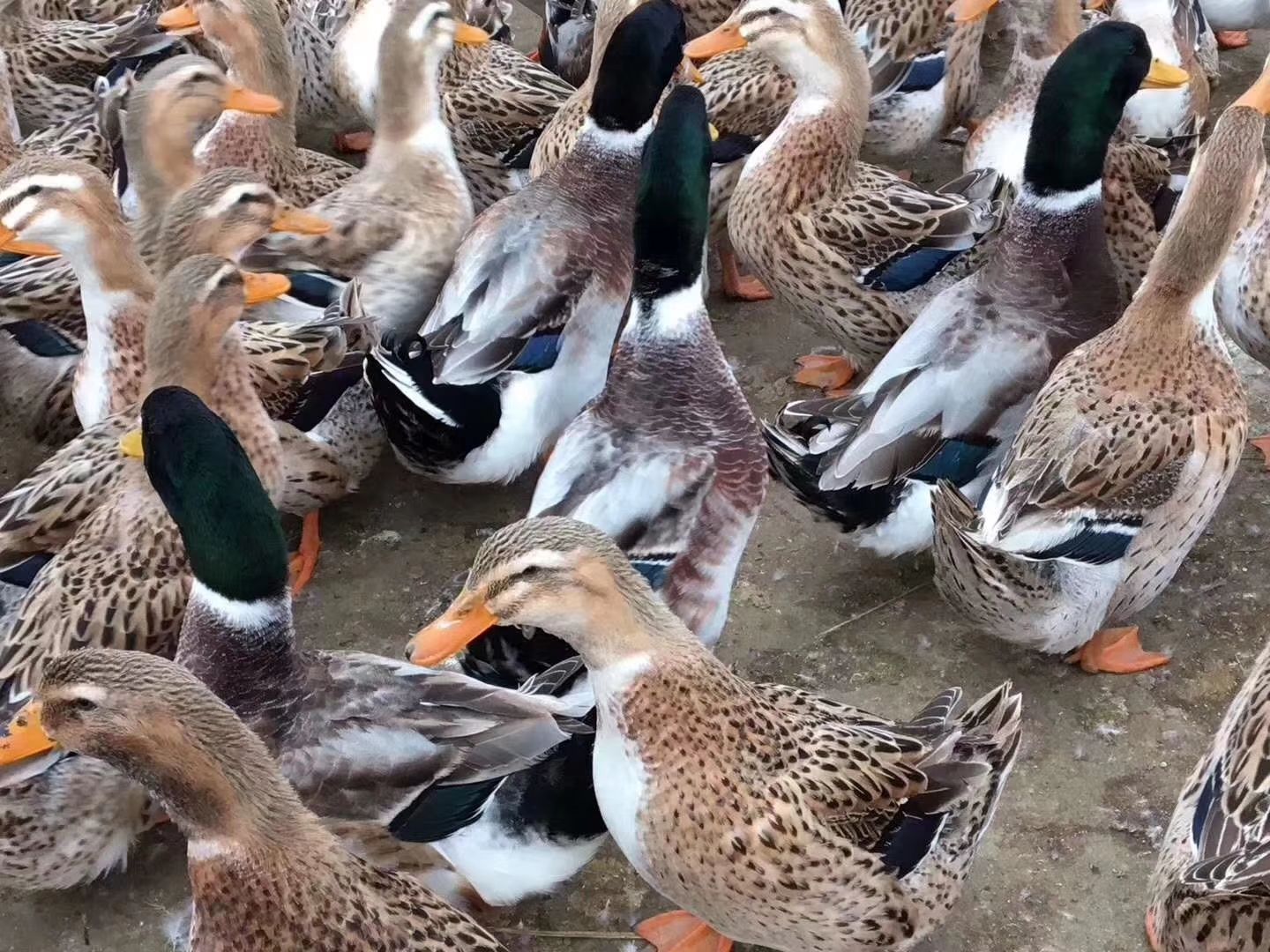 杂交鸭苗 杂交鸭  麻鸭 桂柳鸭 狮头鹅 马岗鹅