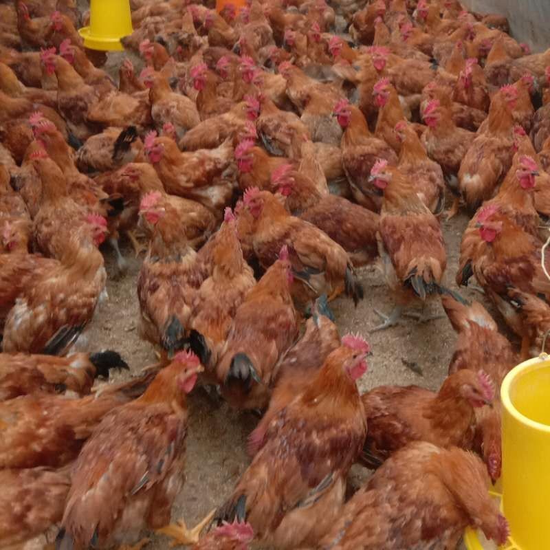 惠州市伯恩厂鸡图片图片