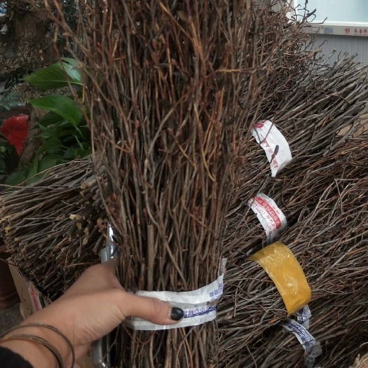 沭阳县杜鹃干花 干支杜鹃  遇水开花