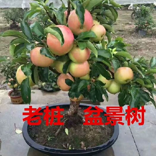 平邑县矮化苹果盆栽地栽南北方种植阳台室外当年结果