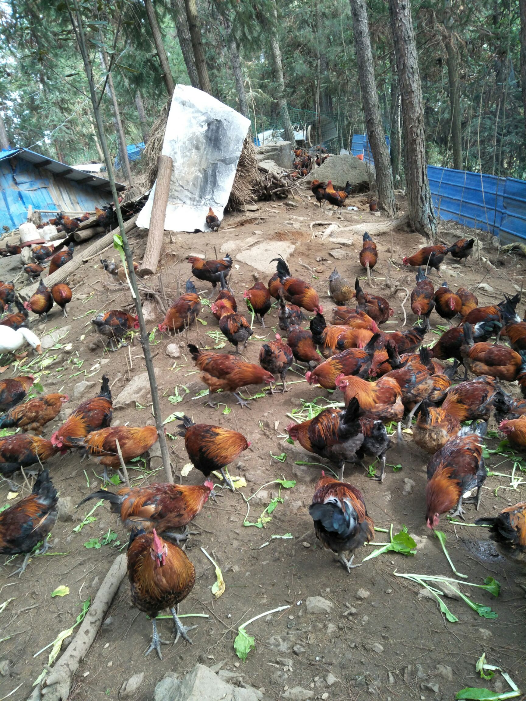 瑶山土鸡 3-4斤 公