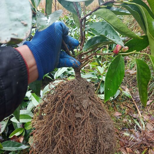 通道县粉红黑老虎苗  《品种优质，果体大均匀，果肉多口感清甜）