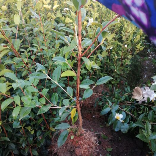 丰城市油茶树苗  高产嫁接。